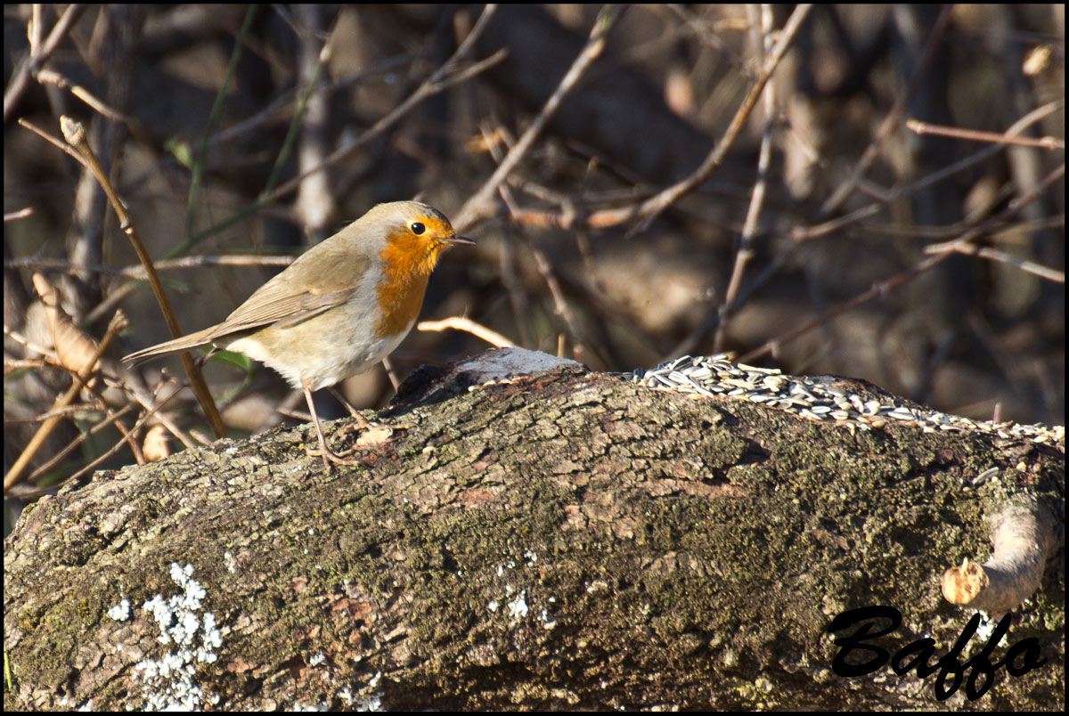 Il sempre bel Pettirosso.